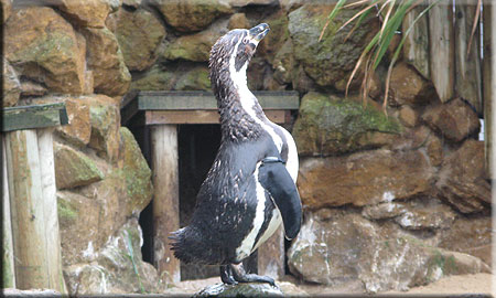 Penguins