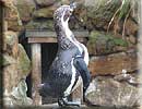 Penguins