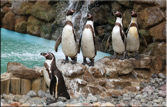 Penguins