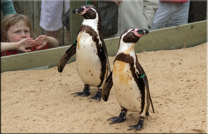 Penguins