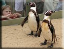Penguins - Joepi and Jess