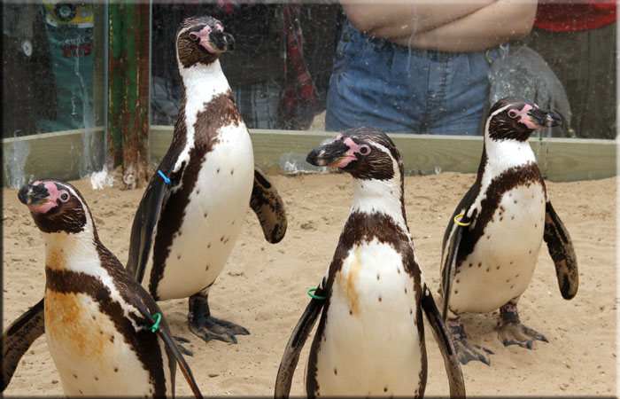 Penguins