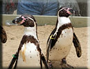 Penguins - Jess, Harvey, Joepi and Charlie