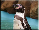 Penguin - Beau
