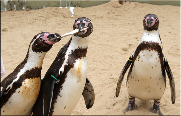 Penguins