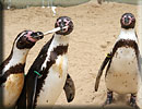 Penguins - Jess, Joepi and Charlie