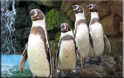 Penguins