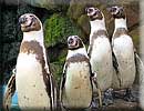 Penguins