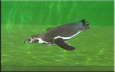 Penguin swimming