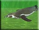Penguin swimming
