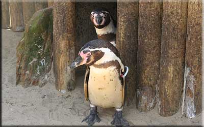 Penguins