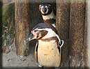 Penguins