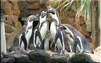 Penguins