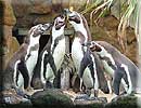 Penguins