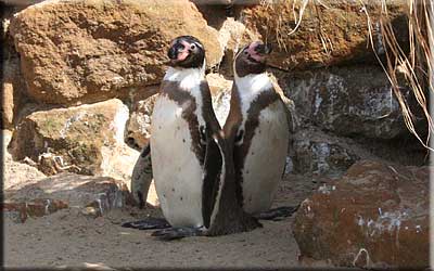 Penguins
