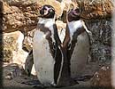 Penguins