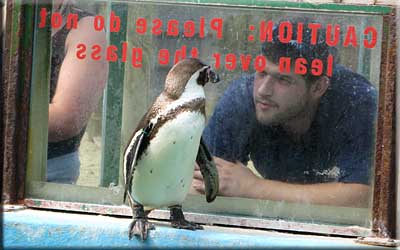 A visitor admires one of our Penguins