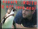 A visitor admires one of our Penguins