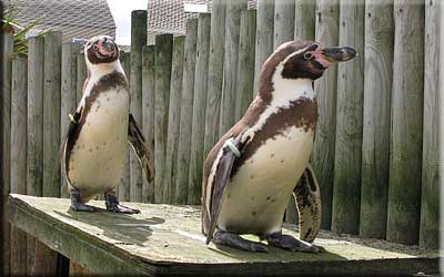 Penguins