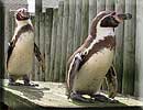 Penguins