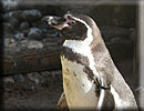 Penguins