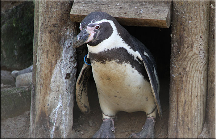 Harvey - Penguins