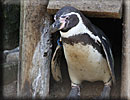 Penguins