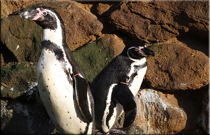 Elly and Dimi - Penguins