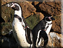 Penguins