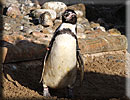 Penguins