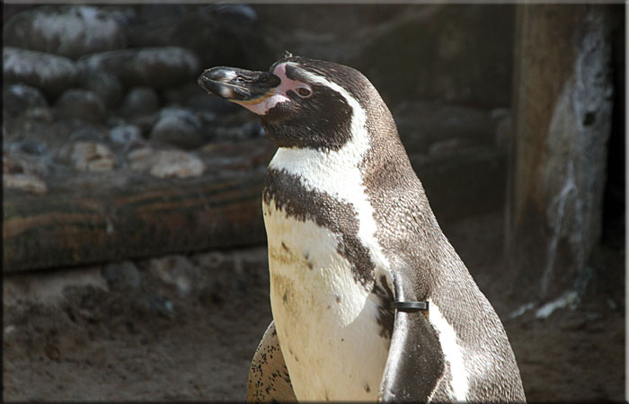 Penguins