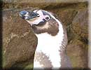 Penguins