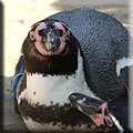 Penguin Feed Talk