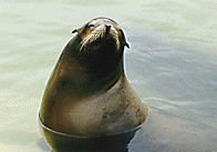 Pepper, one of our Sealions