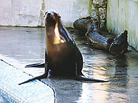 Pepper, a Californian sea lion