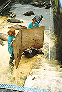 Moving Peter Pan