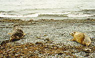 Peter Pan and Zebedee head for the sea !