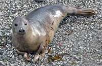 Pilchard in the wild - photo was taken by Sue Sayer of www.cornwallsealgroup.co.uk on 8th July 2007