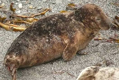 Pilchard - Copyright of Sue Sayer (www.cornwallsealgroup.co.uk)