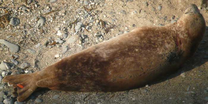 Pilchard - Copyright of Sue Sayer (www.cornwallsealgroup.co.uk)