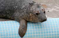 Pilchard in the convalescence pool - photo was taken on 30th December 2006