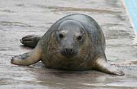 Pilchard in the convalescence pool - photo was taken on 30th December 2006