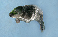 Photo of Pilchard was taken on 10th November 2006 by Rachael Vine