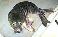 Pilchard in the hospital - photo was taken on 17th November 2006 by Rachael Vine