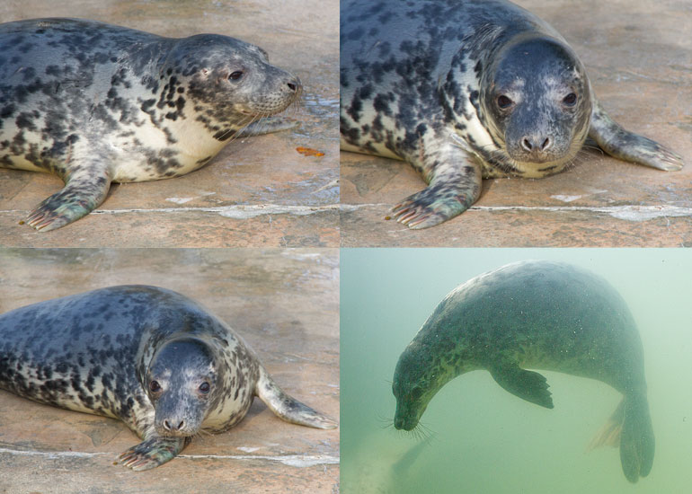 Pixie - photo taken on 23rd November 2012