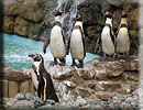 Penguins - (l-r) Joepi, Beau, Harvey, Charlie and Jess