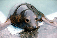 One of our rescued seal pups