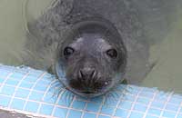 Pudey in the nursery pool - photo was taken on 30th December 2006