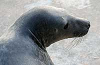 Pudey in the convalescence pool - photo was taken on 3rd February 2007