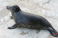 Pudey in the convalescence pool - photo was taken on 3rd February 2007
